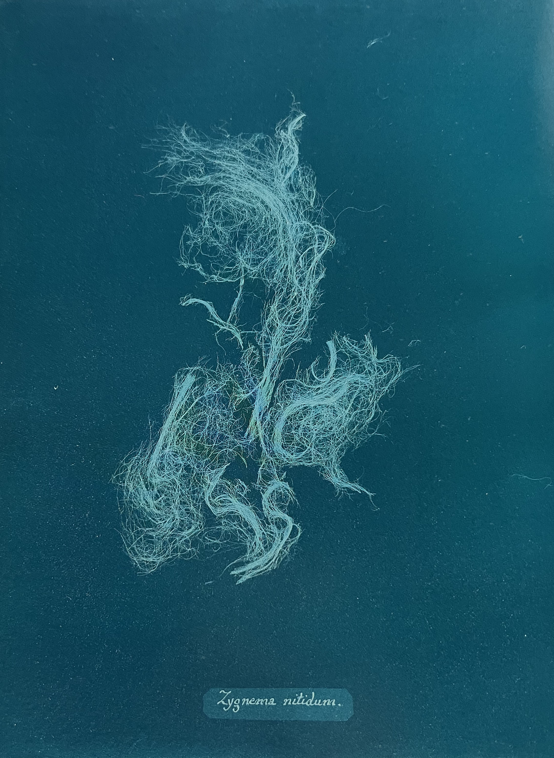 Anna Atkins, Zygnema nitidum, ca. 1843-53 Cyanotype negative. 10⅜ × 7⅞ in. (26.6 x 20 cm)